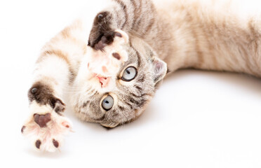 funny beautiful cat trying to stretch to relax