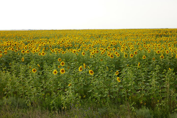 sunflower field agriculture nature farm harvest landscape no people
