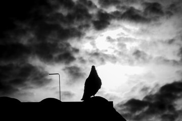 Backlit birds black and white background