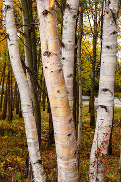Multiple silver birch trees in a thick coniferous forest. The mature trees have peeling bark, lush green leaves, and grey tissue. The papery white bark on the tree is curling in places from dryness. 
