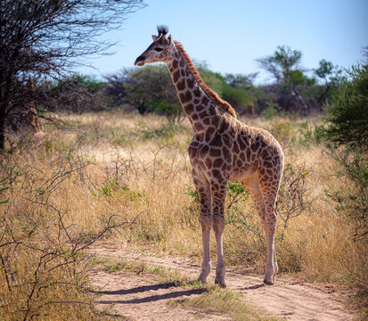 Giraffe (Giraffa Camelopardalis) in its natural habitat in Namibia