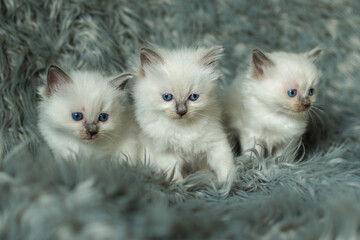 Three Ragdoll kittens