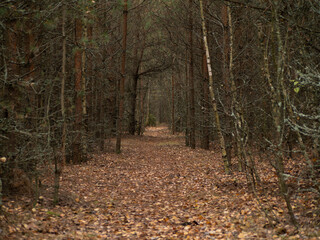 an alley in the autumn wild forest in a beautiful path in a young forest. selective focus