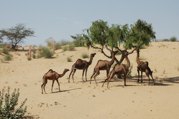Grupo de camellos comiendo hojas de acacia en el desierto de Rajastán, India