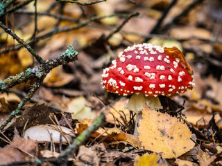 amanita muscaria, fly agaric, poisonous mushrooms with red pileus in autumn forest. blur background