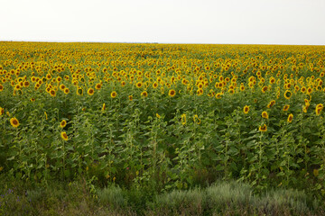 Fields with an infinite sunflower Agricultural field summer day