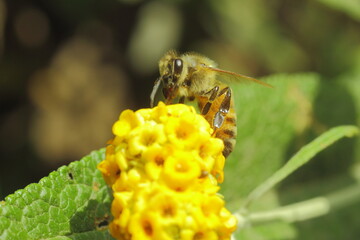 flor amarilla con abeja recolectando pollen o polen 