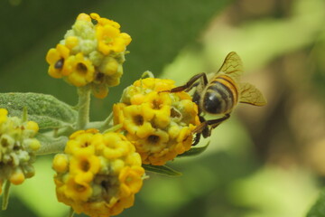 flor amarilla con abeja recolectando pollen o polen 