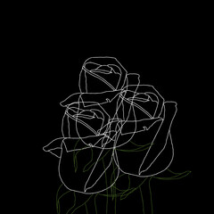 outline of a white rose on a black background