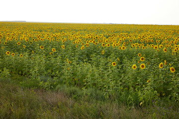 sunflower field agriculture nature farm harvest landscape no people