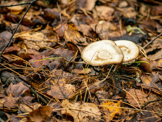 beautiful mushroom grows in the autumn forest. top view