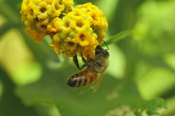 flor amarilla con abeja recolectando pollen o polen 