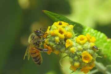 flor amarilla con abeja recolectando pollen o polen 