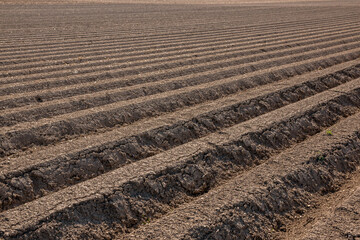 Big brown fields of fertile soil and green forest in the background