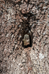 Hole through a tree trunk of an old tree