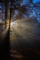 Fototapeta premium Wald_6520