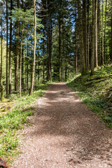 Fototapeta na wymiar Narrow path through the green and dark forest