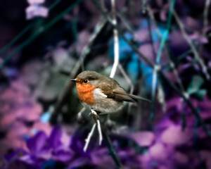 Robin on a branch - Cool Winter