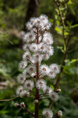 White flower with white blossoms in the middle of the forest
