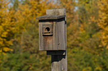 Close up of a Birdhouse in Autumn