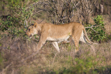Fototapeta na wymiar Lioness walking through the bush