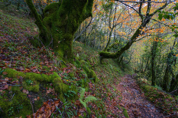 Trail through the ancestral forest Devesa da Rogueira