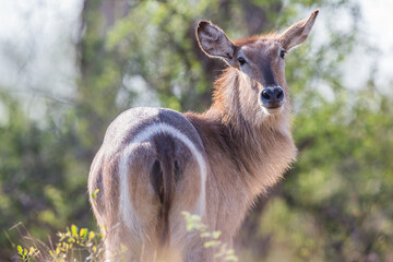 Female Waterbuck looking back