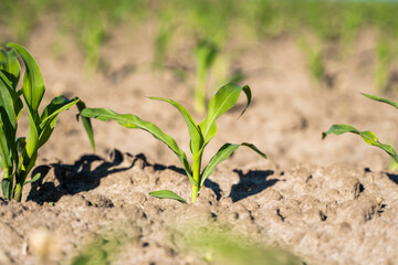 Fresh green sprouts of maize in spring on the field, soft focus. Growing young green corn seedling sprouts in cultivated agricultural farm field. Agricultural scene with corn's sprouts in soil.