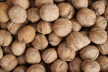 Walnuts freshly picked from the tree
