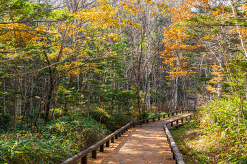秋の乗鞍高原　鮮やかな紅葉した遊歩道