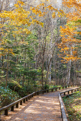秋の乗鞍高原　鮮やかな紅葉した遊歩道