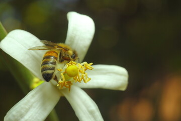 abeja polinizando flor de limon blanca