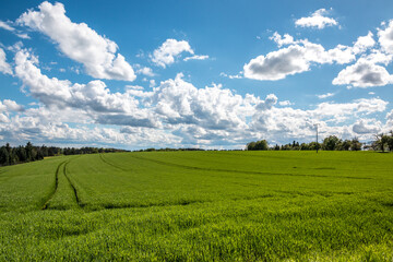 Fototapeta na wymiar Big green fields of fertile soil and green grain and the blue sky with white clouds