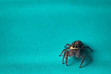Closeup macro in Hyllus semicupreus Jumping Spider on blue background. with an empty space to fill in the text