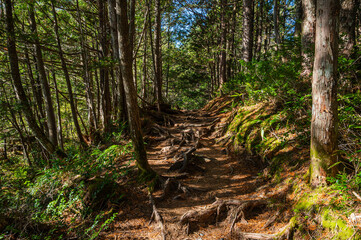 秋の乗鞍高原　でこぼこの道