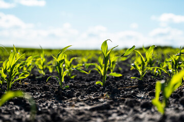Growing young green corn seedling sprouts in cultivated agricultural farm field, shallow depth of field. Agricultural scene with corn's sprouts in earth closeup.