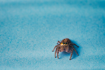 Closeup macro in Hyllus semicupreus Jumping Spider on blue background. with an empty space to fill in the text