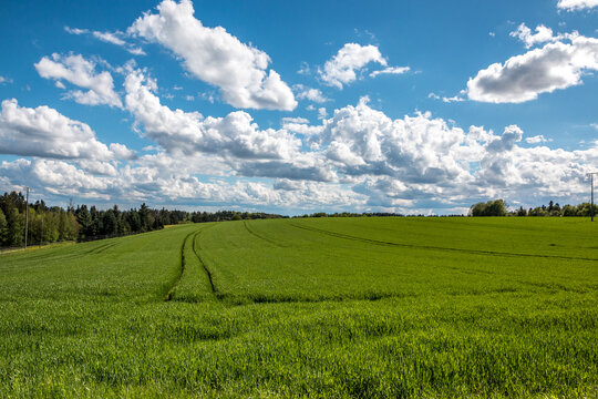 Big green fields of fertile soil and green grain and the blue sky with white clouds