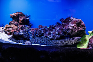 macro laced moray   (Gymnothorax favagineus)