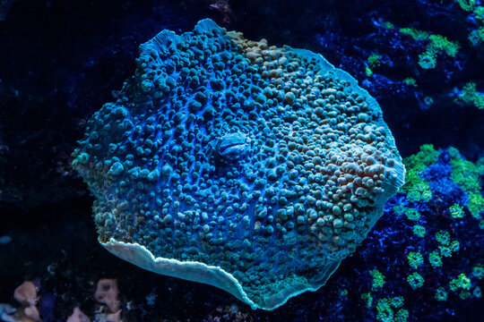 macro coral sarcophyton