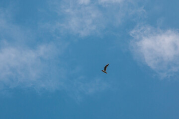 Flying sea mew in the cloudy blue sky