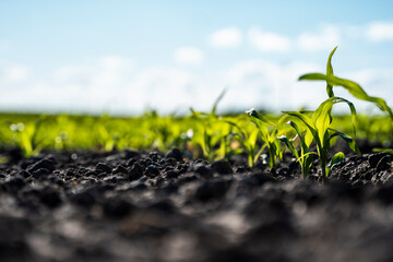 Rows of corn sprouts beginning to grow. Young corn seedlings growing in a soil. Agricultural concepts.