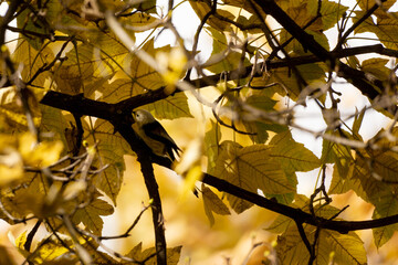 autumn leaves against sky, bird hiding among leaves
