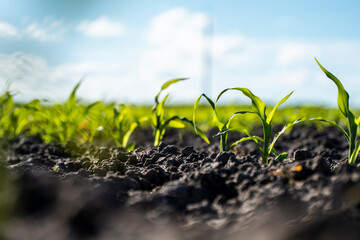 Rows of corn sprouts beginning to grow. Young corn seedlings growing in a soil. Agricultural concepts.