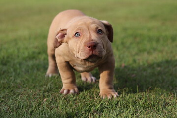Fototapeta premium Filhote de pit bull