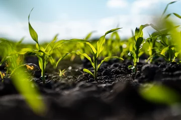 Fotobehang Close up seeding maize plant, Green young corn maize plants growing from the soil. Agricultural scene with corn's sprouts in earth closeup. © Volodymyr