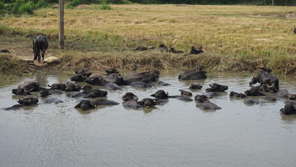 buffalo in water