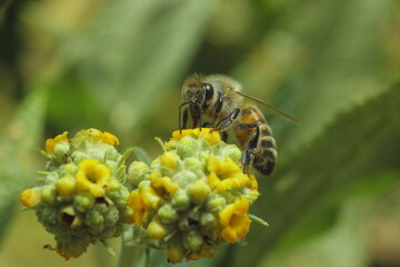 abeja recolectando polen de flor amarilla
