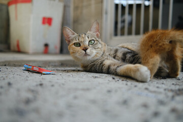 portrait of a street cat
