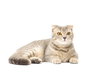 Obraz premium cute Scottish fold cat grey isolated on white background